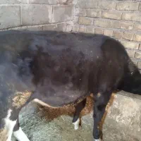 فروش گوساله سیمینتال ماده