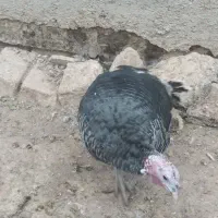 بوقلمون نر وماده|حیوانات مزرعه|معصومیه, |دیوار