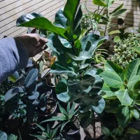 تخفیف با هدیه امروز فردا|گل و گیاه طبیعی|اصفهان, شاه پسند|دیوار