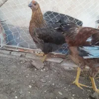 مرغ و خروس جوان