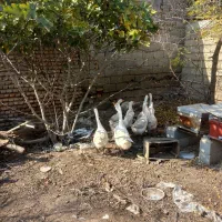 قوغاز|حیوانات مزرعه|گنبد کاووس, |دیوار