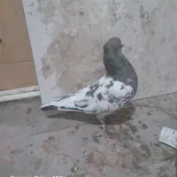 یک عدد کله هفت رنگ|پرنده|شیروان (خراسان), |دیوار