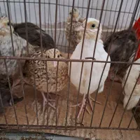 بلدرچین نر وماده|پرنده|رشت, نیروی دریایی|دیوار