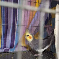 عروس هلندی سخنگو