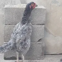 مرغ لاری افغان دنگ بالا|حیوانات مزرعه|تاتار علیا, |دیوار