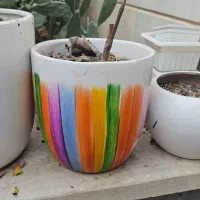 گلدون خالی|گل و گیاه طبیعی|گرمسار, |دیوار