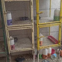 جفتکن گنجه قفس