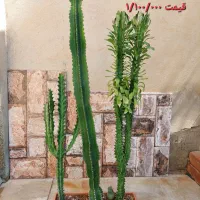 درختچه(نسا)جید ،کاکتوس|گل و گیاه طبیعی|کرمان, |دیوار