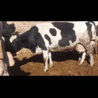 گاو سالم آبستن بالا