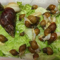 حلزون آچاتینا مولد