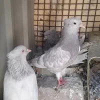 کفترکله ابر نردوتا جوجه کله ابر|پرنده|بم, |دیوار