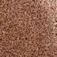 ۱گونی گندم بوجاری شده