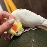 عروس هلندی همه چیز تموم|پرنده|خرمدره, |دیوار