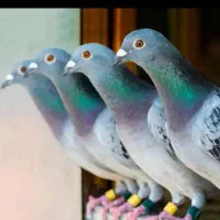 استعلام کفتر