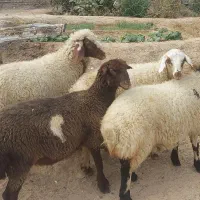 بره ماده میش بز