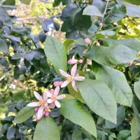 خانه سرا ۱۴۰۰ متری کامل مسکونی / سند دار شیرگاه|فروش خانه و ویلا|شیرگاه, |دیوار