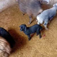 سه عدد میش داشتی|حیوانات مزرعه|فرمهین, |دیوار