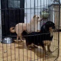 دوتا توله اشپیتز یکی نر یکی ماده|سگ|فردیس, شهرک ارم|دیوار