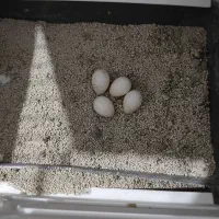 عروس هلندی دوکت البینو|پرنده|ساوه, |دیوار