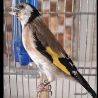 سهره نربستان آبادیقه سفیدنشون دارمعاوضه هم دارم