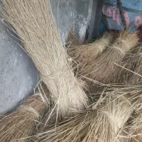 کاکولوش|حیوانات مزرعه|رشت, شکار اسطلخ|دیوار