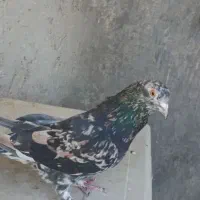 کفتر گرو ذات قوی