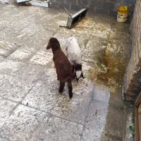 بره نر دو‌عدد