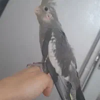 جوجه عروس هلندی
