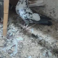 کفتر