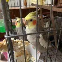 عروس هلندی نر مست