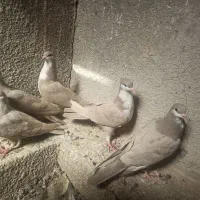 کبوتر رسمی|پرنده|بافت, |دیوار