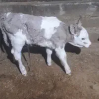 گاو شیری|حیوانات مزرعه|فیروزآباد (آذربایجان), |دیوار