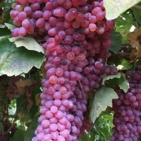 نهال های پر فروش و اقتصادی