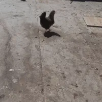 فروش مرغ