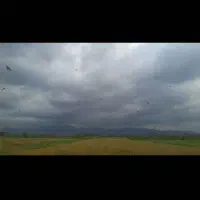 شالیزار بیجار