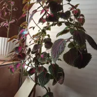 گل حسن یوسف|گل و گیاه طبیعی|بیرجند, |دیوار