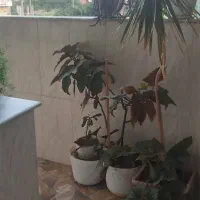 اجاره-سوییت-دربست-روزانه-وهفتگی-امکانات-کامل