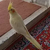 عروس هلندی گمشده|پرنده|قم, نیروگاه|دیوار