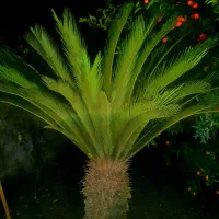 نخل بیست ساله سیکاس|گل و گیاه طبیعی|بهنمیر, |دیوار