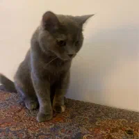 گربه بریتیش