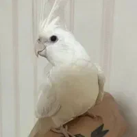 فروش ۲جوجه عروس هلندی نازوبازیگوش