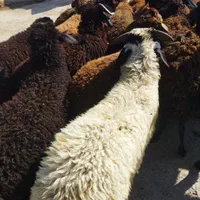 گوسفند زنده فروشی (فرهمند) آذرباییجانی