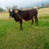 گاو  چالوسی  لیشه گوساله گاو ورزا|حیوانات مزرعه|رشت, گیل|دیوار