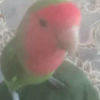 کوتوله برزیلی دستی