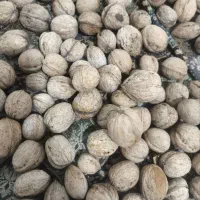 گردو کاغذی درجیک