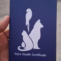 سگ شیتزو روباهی|سگ|بندر ماهشهر, |دیوار