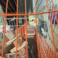 عروس هلندی نروماده