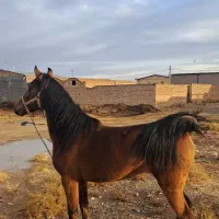 اسب مادیان