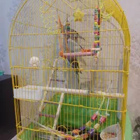 یه جفت عروس هلندی با قفس و لوازم|پرنده|فردیس, شهرک ارم|دیوار