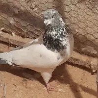 کبوتر رنگی|پرنده|رشت, حومه رشت|دیوار